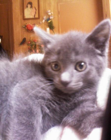  mon petit chat